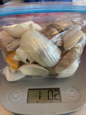 1 lb. bag of mixed seashells and shell remnants
